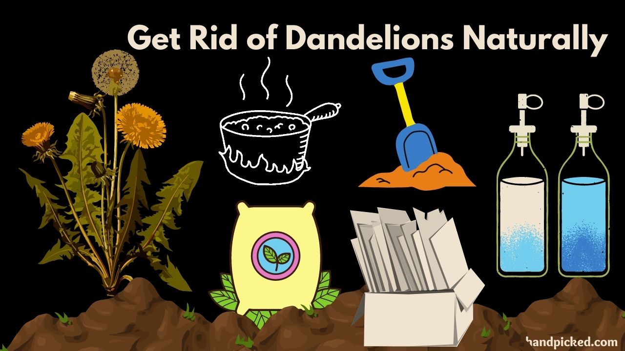 Natural Ways to Get Rid of Dandelion Yellow Flower Weeds