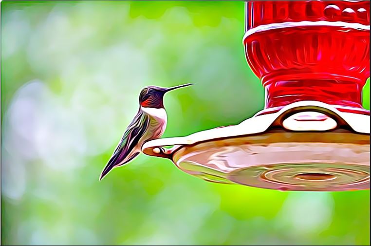 Nectar feeder sugar water for humming birds - garden bird feeder