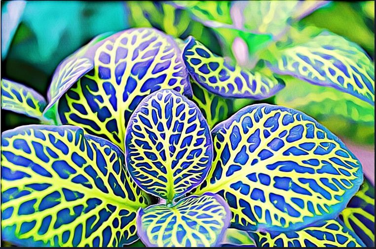 Nerve plant mosaic plant quick care tips for healthy growth