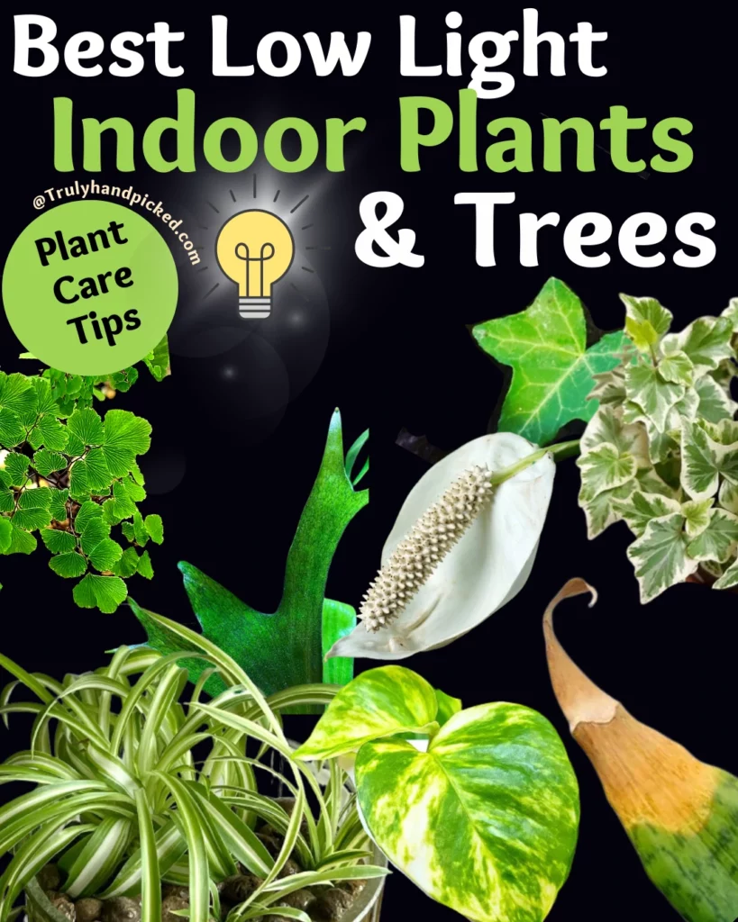 Plants that tolerate low light best house plants and trees