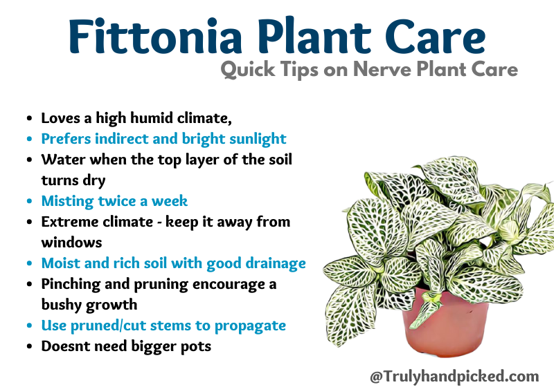 Quick Tips on Fittonia Plant Care - Nerve plant Watering Pruning Propagation
