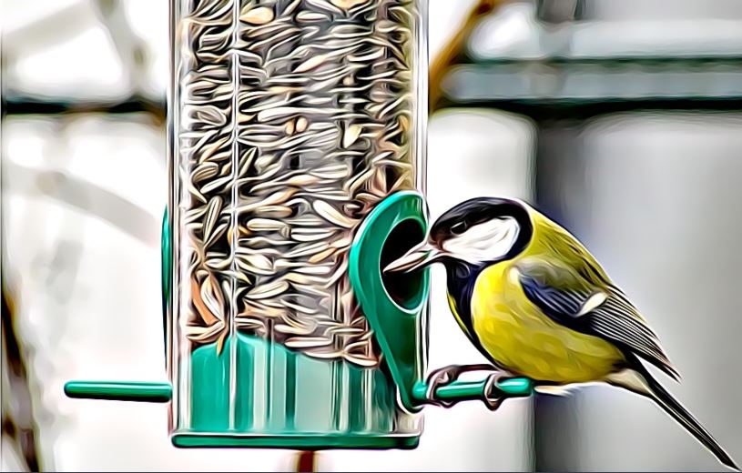 Song bird eating seeds from a bird feeder in garden