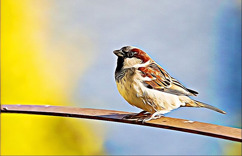 Sparrow resting on a perch- attracting birds to garden