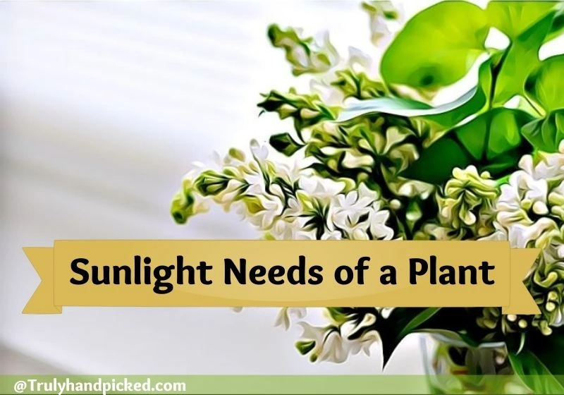 Sunlight needs of a plant direct and indirect and best window direction