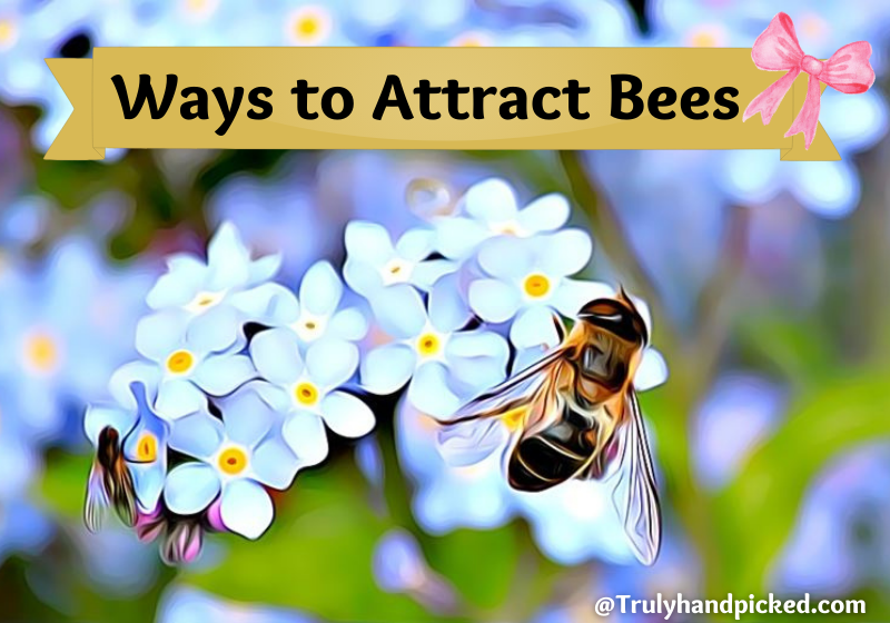 What attracts bees - best flowers and plants to attract bees