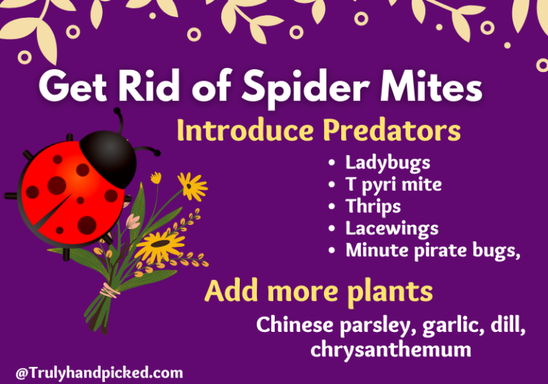 7 What Do Spider Mites Look Like? How to Get Rid of It Pest Control