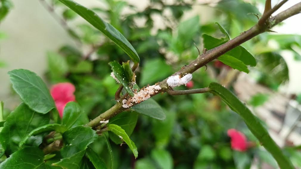 Ants and mealybugs on my hibiscus plants