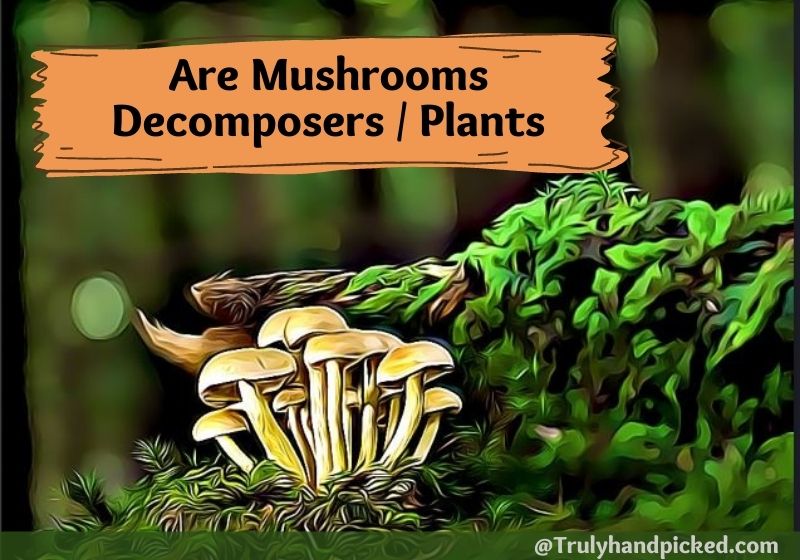 Are Mushrooms Vegetable Decomposers Plants or Fungi