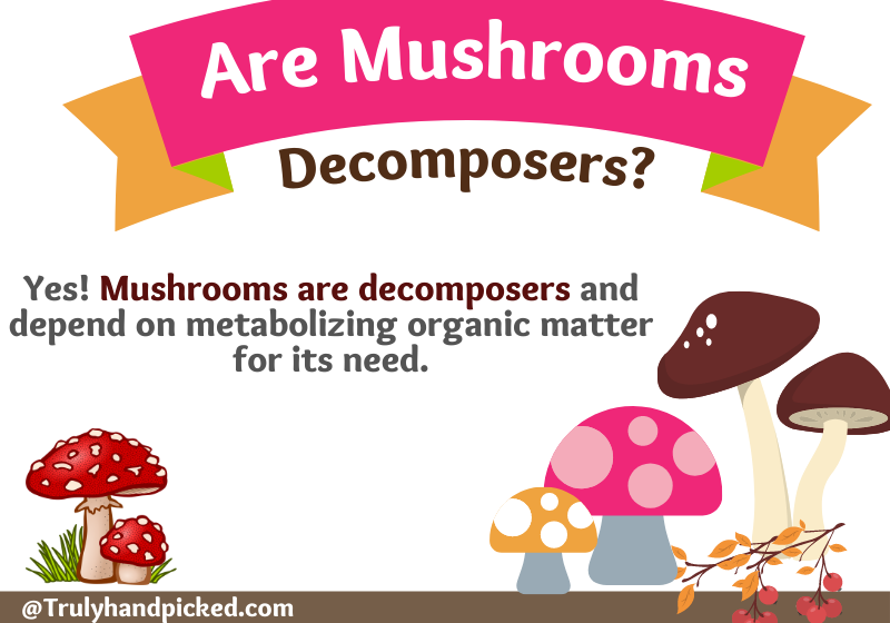 Are mushrooms decomposers or producers