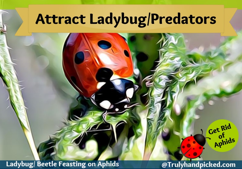 Attract Predators _Ladybugs to Kill Aphids