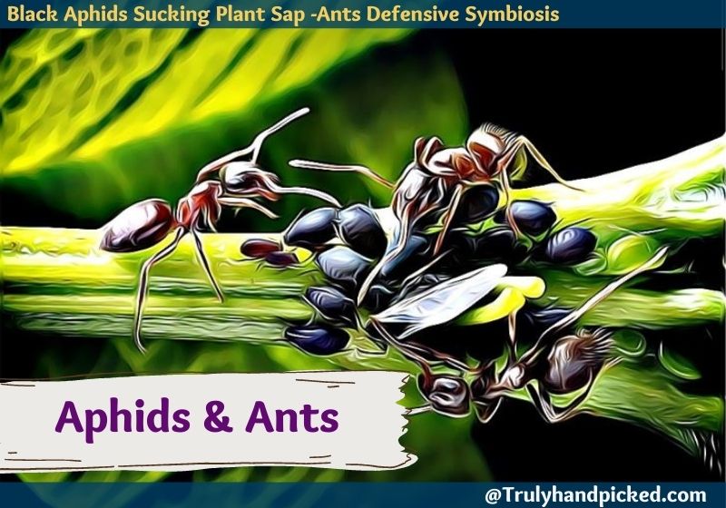 Black Aphids Sucking Plant Sap -Ants Defensive Symbiosis