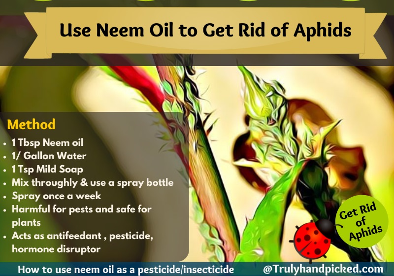 Homemade Neem Oil Spray to Get Rid of Aphids
