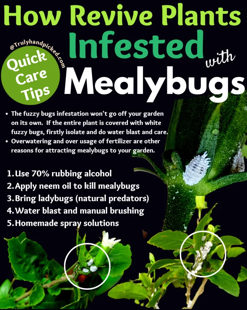 How save plants from mealybugs get rid of white fuzzy bugs naturally