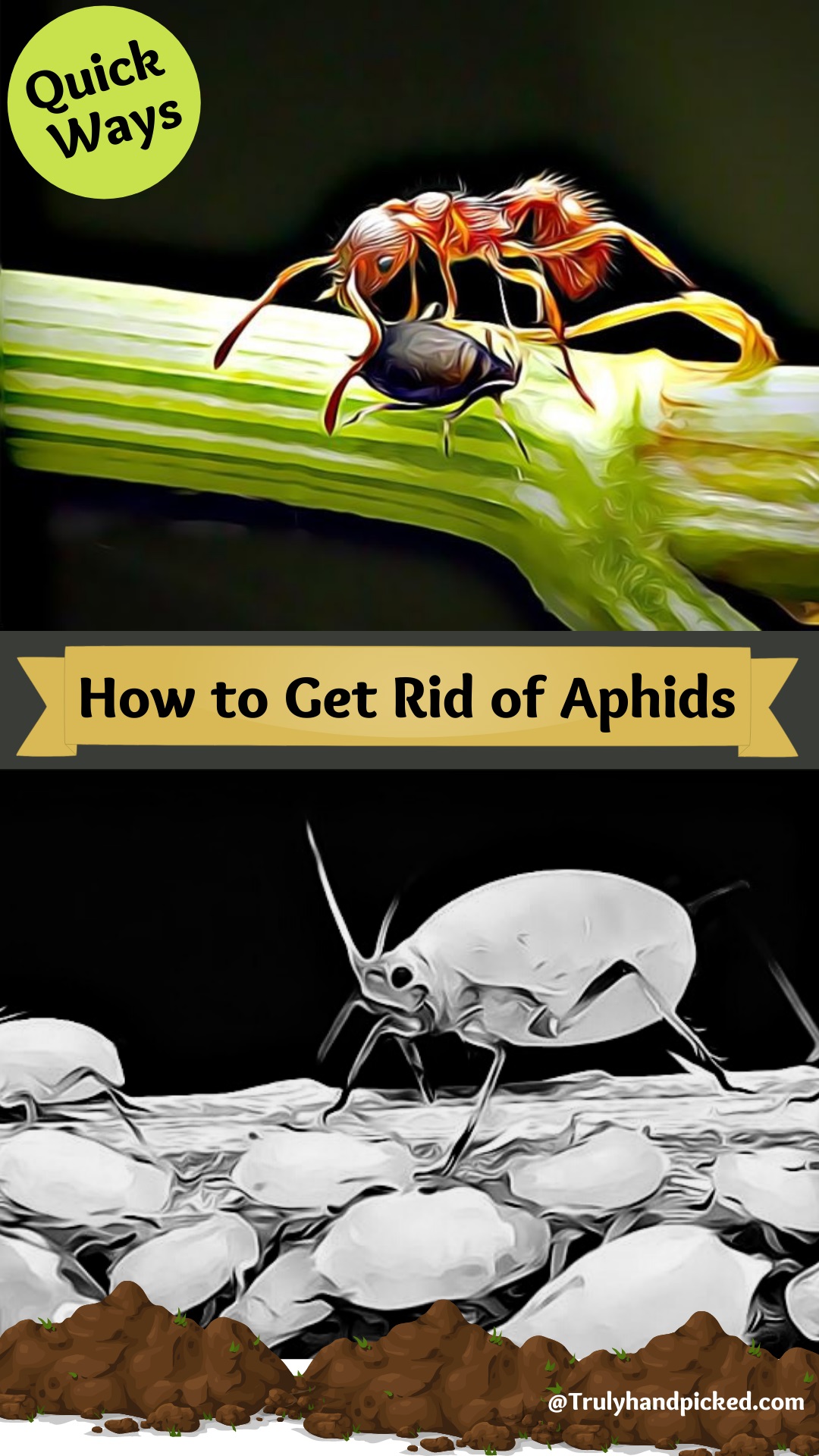 How to Get Rid of Aphids Naturally- Pinterest Image