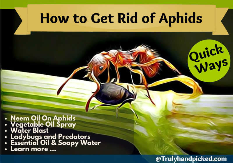 How to Get rid Aphids - Quick Ways and Control