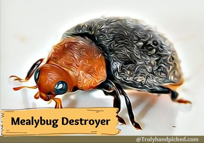 Mealybug Destroyer Dark Ladybugs without spots