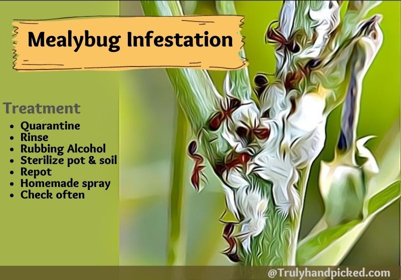 Mealybugs Infestation Treatment Quick Summary