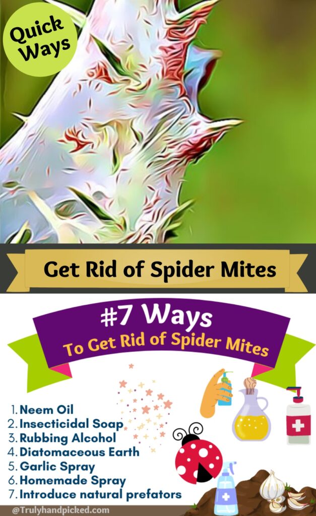 Pinterest Image Ways to Get Rid of Spider Mites