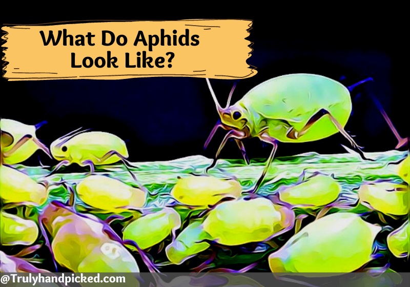 What do Aphids Look Like -Aphids Identification and Types