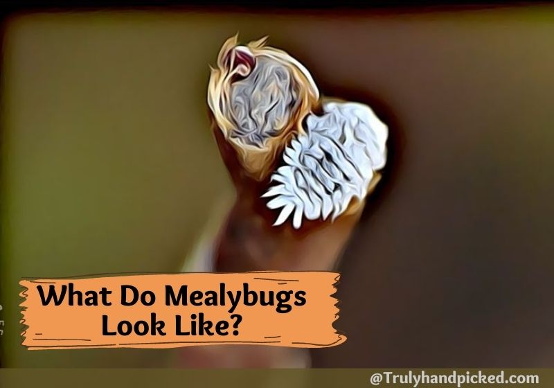 What do mealybugs look like mealybug on plant