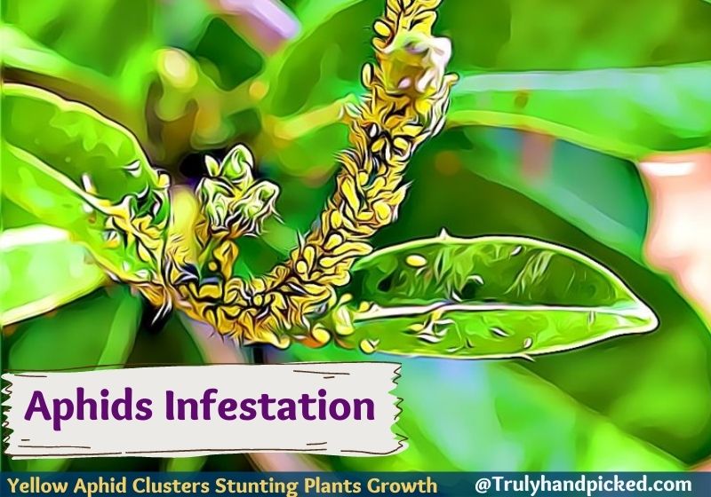 Yellow Aphid Clusters Stunting Plants Growth