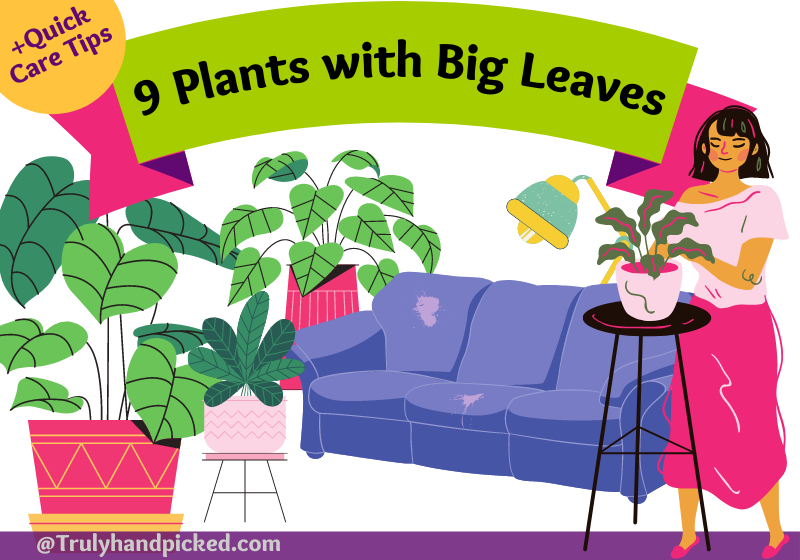 9 House Plants with Big Leaves Giant Indoor Plants