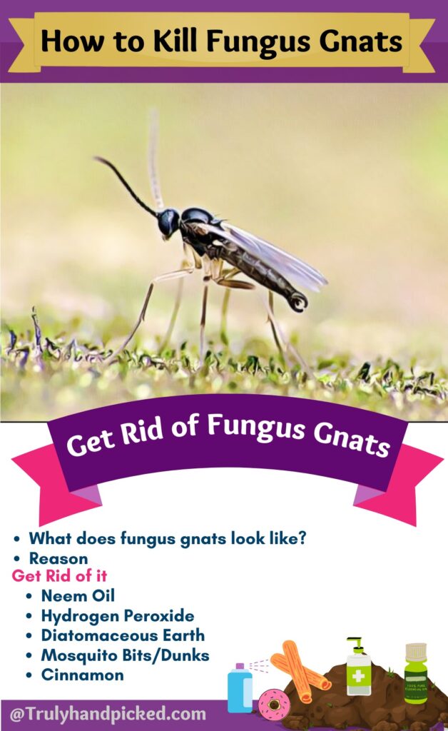 Pinterest Image Add to Pinterest: - how to get rid of fungus gnats - neem oil hydrogen peroxide