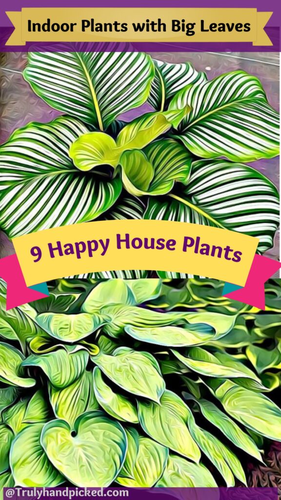 Add to pinterest -cool easy to care tall and large house plants with pictures