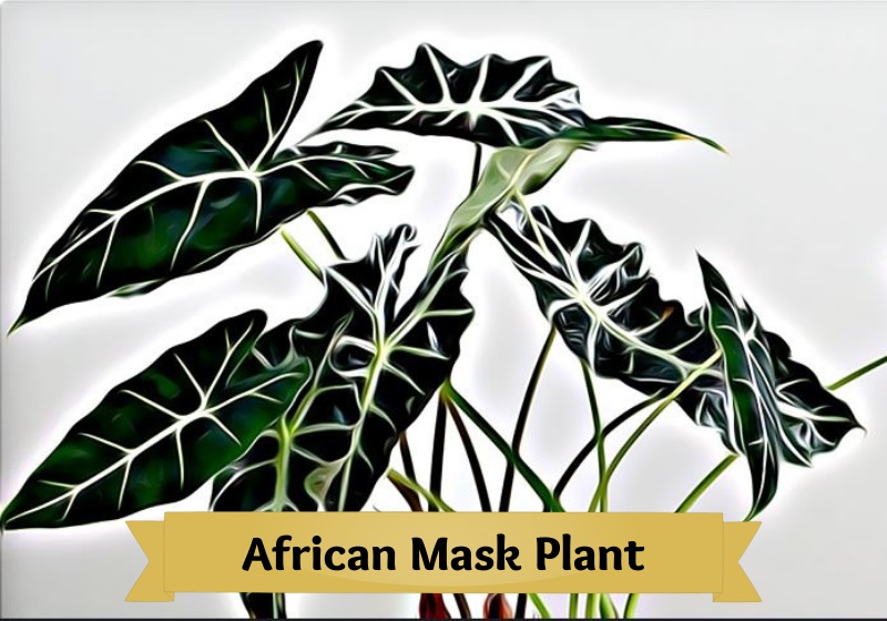 African Mask Plant Large Indoor Plants
