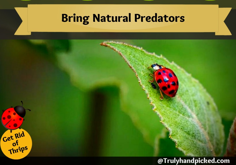 Attract Ladybugs and Natural Predators to Control Thrips
