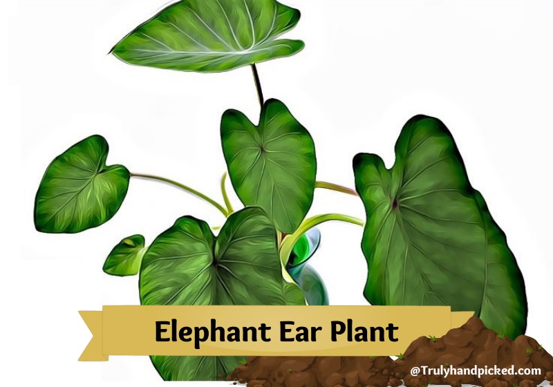 Brilliant Green Big Leaves Elephant Ear Plant