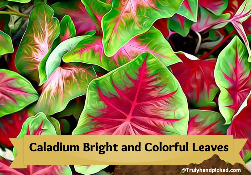 Caladium Indoor Plant for Big Bright and Colorful Leaves
