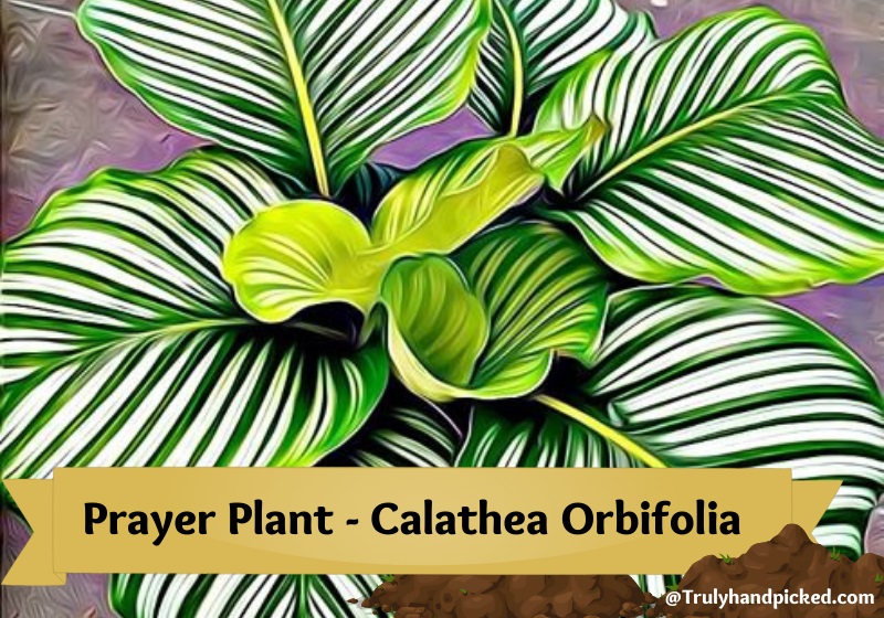 Calathea Orbifolia Prayer Plant with Large Bright Leaves and Dark Veins