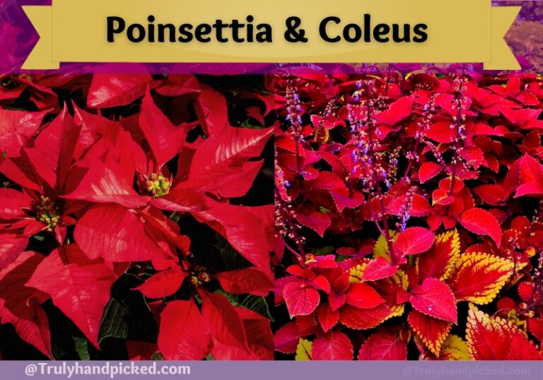 Ravishing Red: 9 Plants with Red Leaves (Red & Green) -Plant Care 365