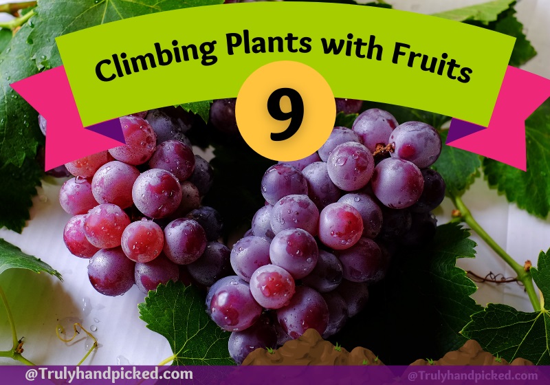 Easy to grow fruiting climbing plants vines for small space