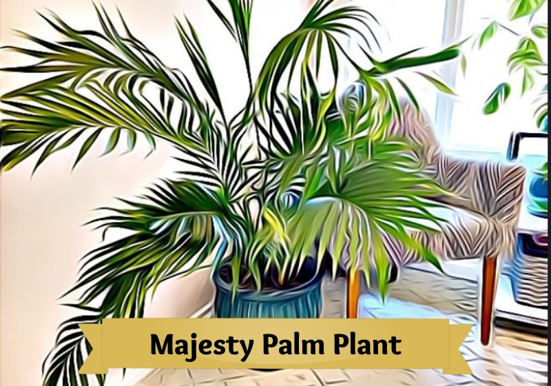 Elegant and Large Leaves Majesty Palm Plant for Indoors