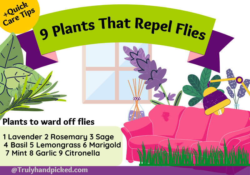 Fragrant Flowers and Plants to Repel Flies and Mosquitoes