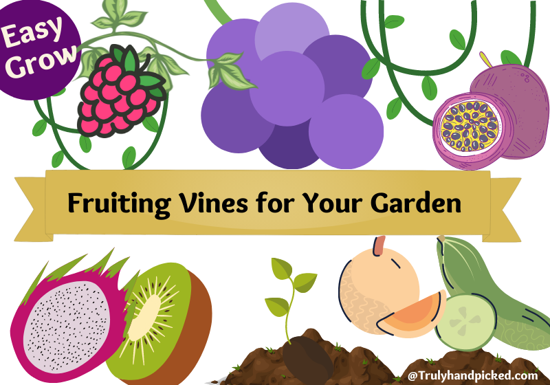 Fruiting Vines for Small Garden Climbing Plants with Fruits