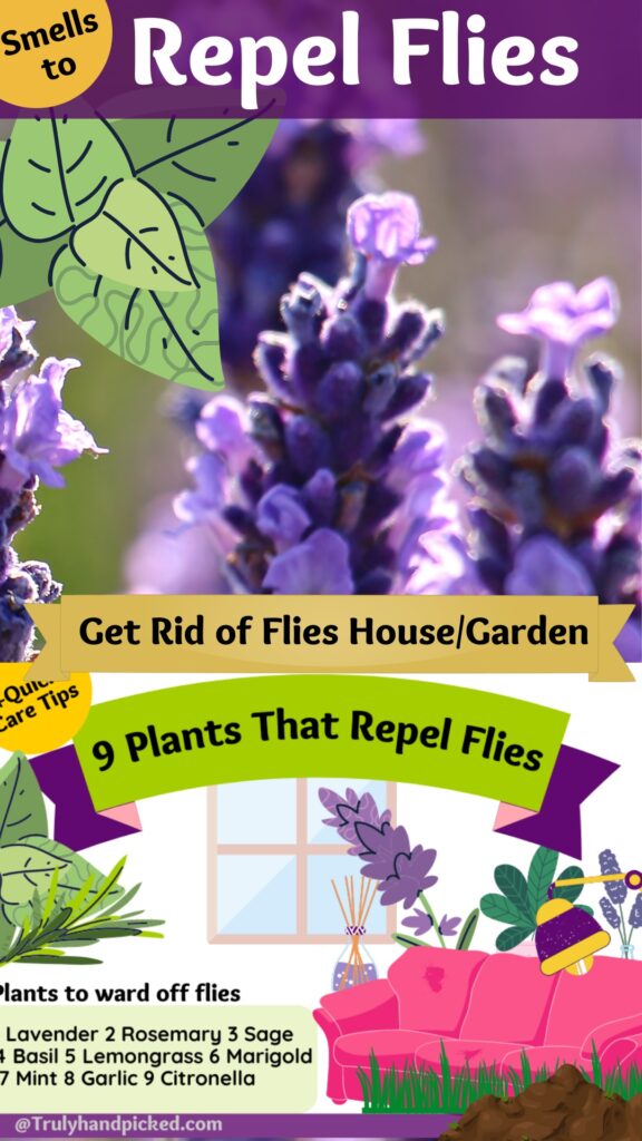 Herb and plants to get rid of flies house and garden