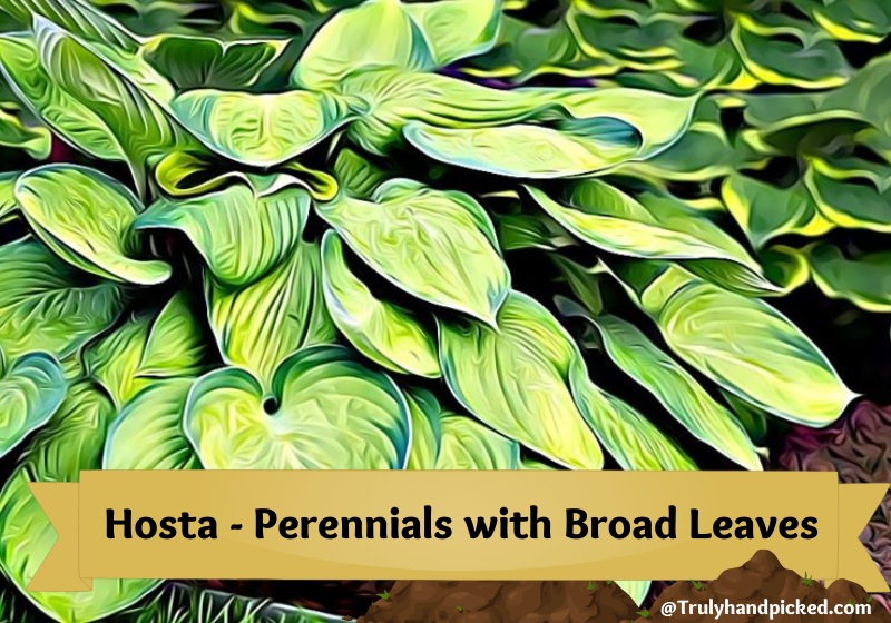 Hosta Perennial Plants with Big Broad Ovoid Leaves