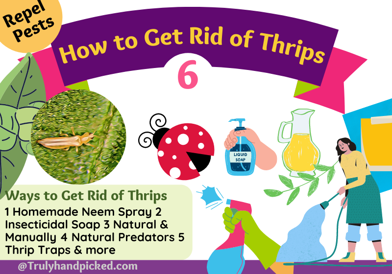 How to Get Rid of Thrips Damage Natural Ways