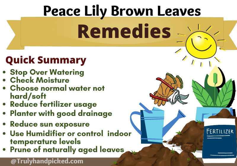 How to Get Rid Of Peace Lily Brown Tips on Leaves