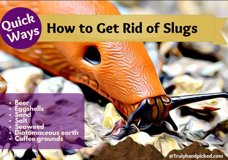 How to get rid of slugs snails in your garden