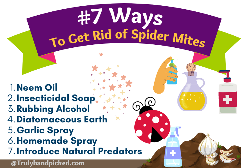 How to get rid of spider mites with natural and homemade ways