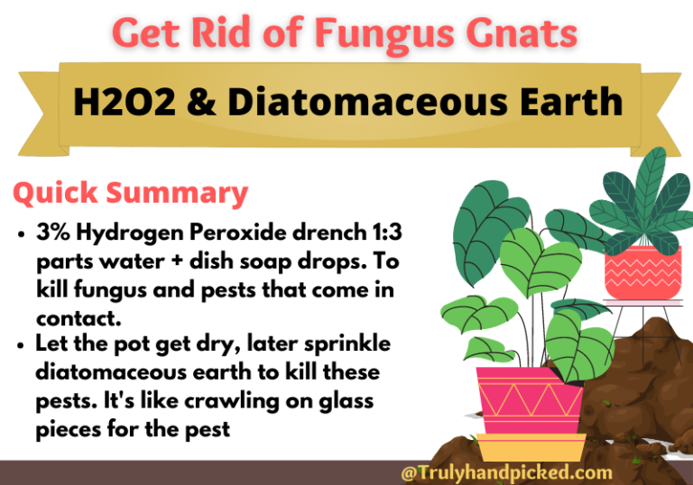 Get Rid of Fungus Gnats What do Fungus Gnats Look Like?