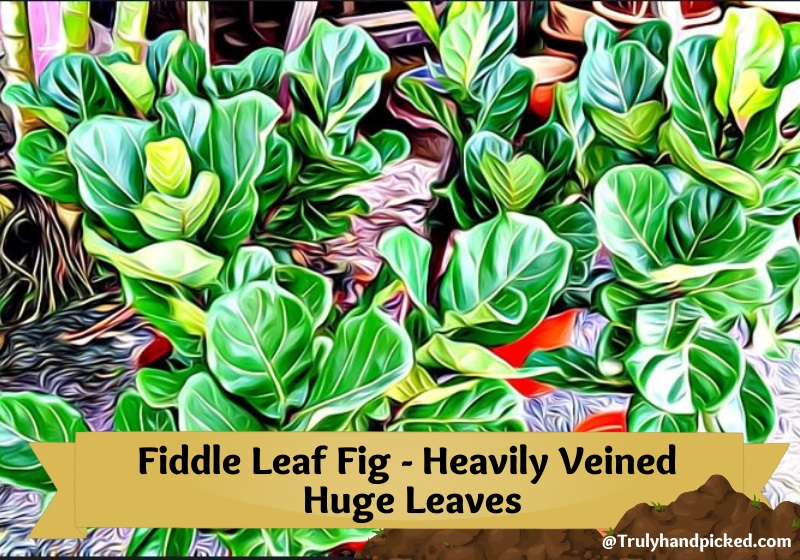 Huge Green Heavily Veined Leaves of Fiddle Leaf Fig Tall Indoor Plant