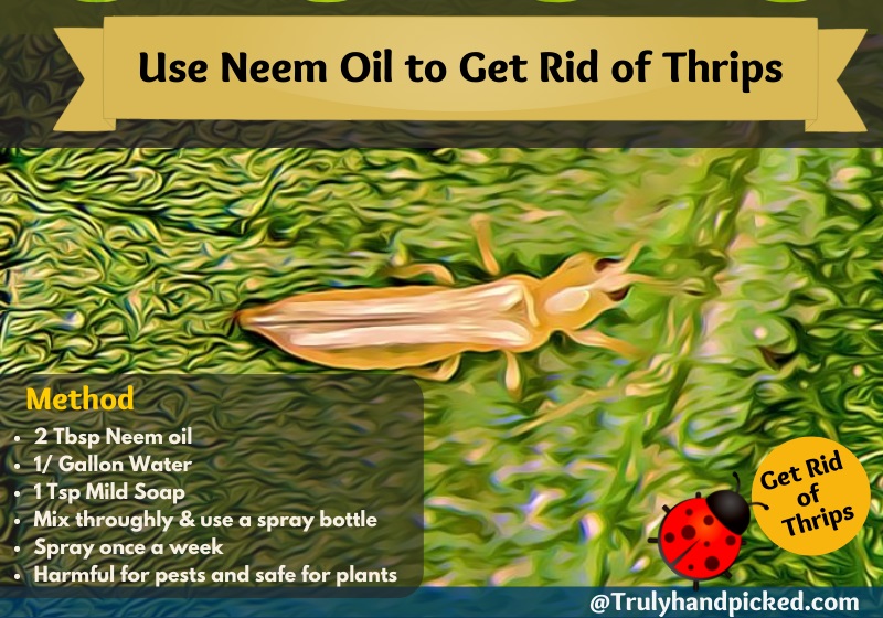 Identify Thrips and Use Neem Oil to Get Rid of Thrips
