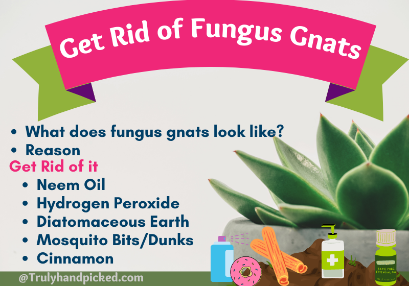 Identify and Get Rid of Fungus Gnats - Organic Fungus Gnats Killer