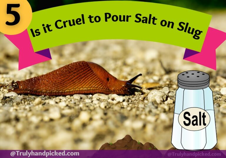 Is it Cruel to Pour Salt on Slugs? How to Get Rid of Slugs