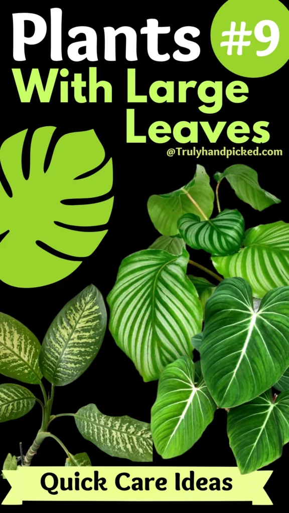 Large Foliage Lush Green Plants for Indoors - Big Leaf Plant Care